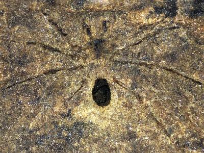 fossile ragno friuli