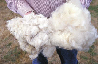 lana di pecora