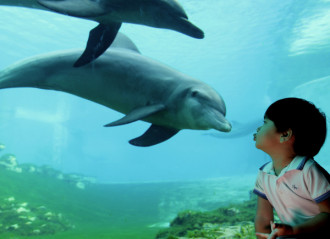 delfini acquario di genova