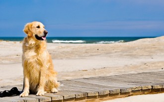 spiaggia per cani